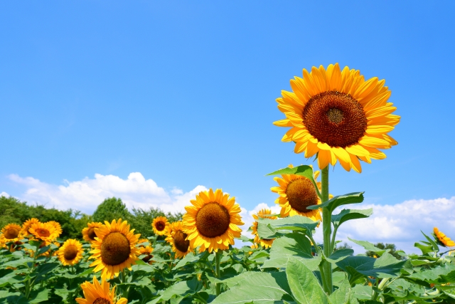 常滑競艇場の夏のコツ