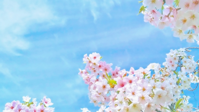 常滑競艇場の春のコツ